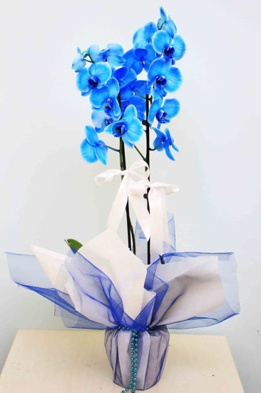 mavi-cift-dal-orkide-5632