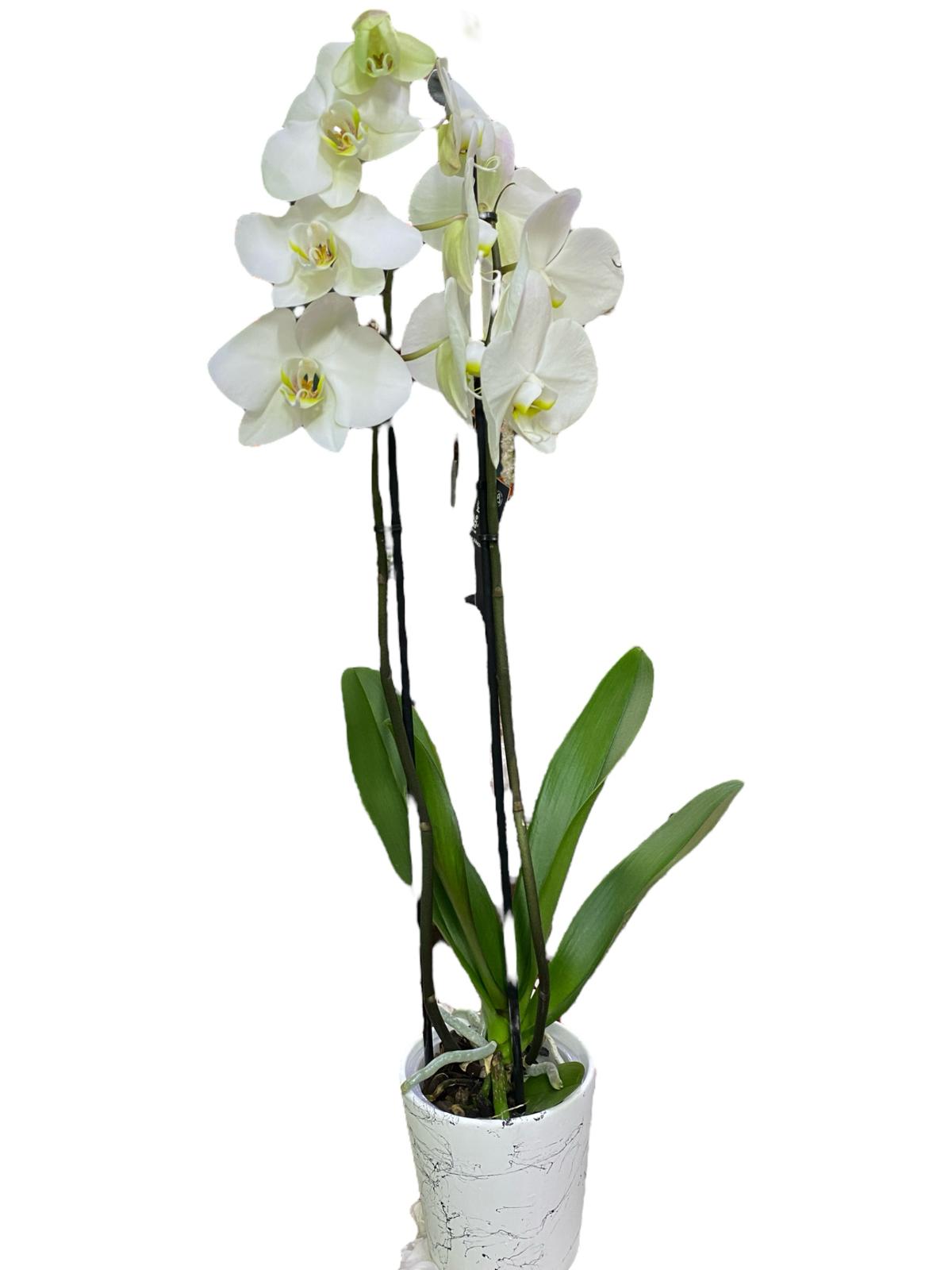 beyaz-cift-dal-orkide-21212