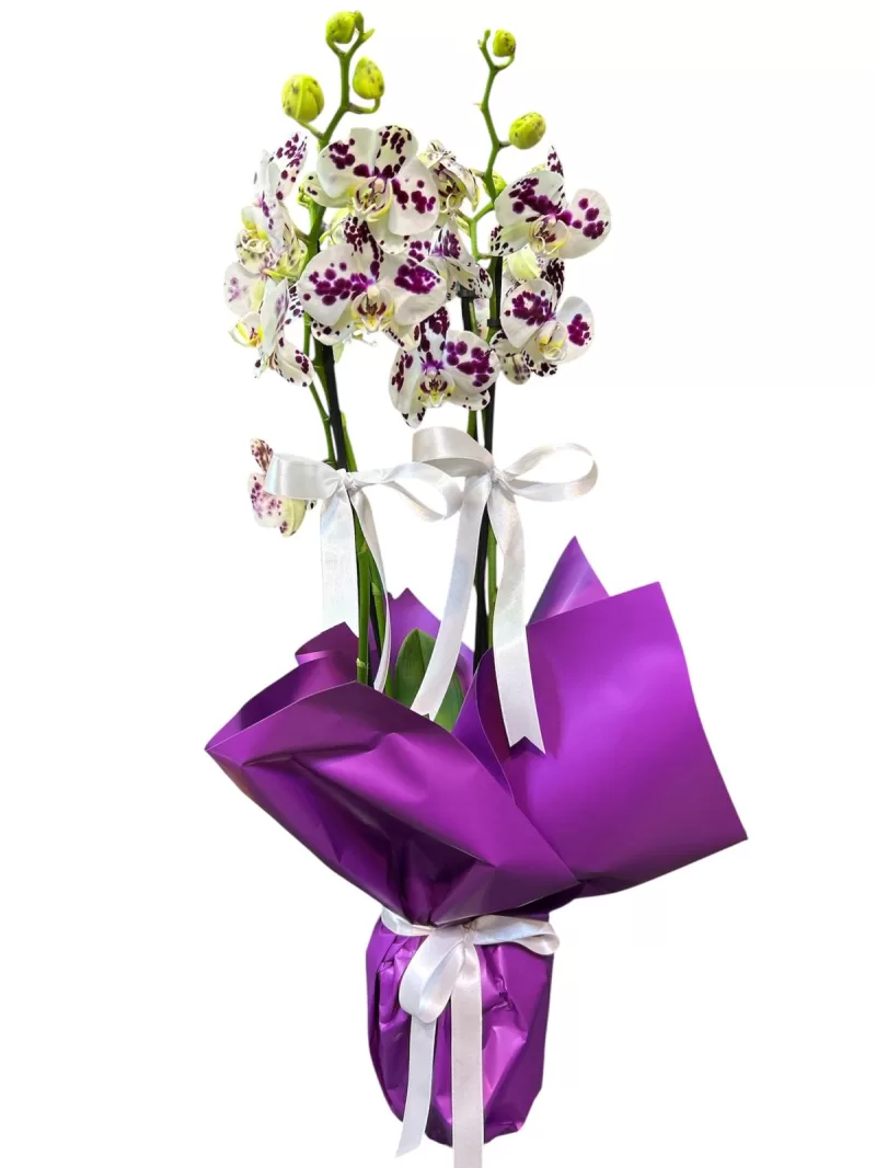 4 dallı benekli orkide