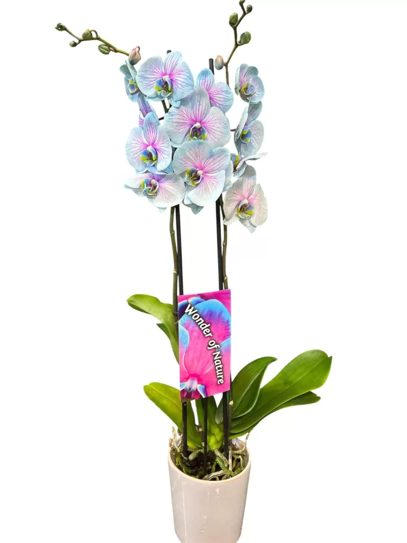 özel renk çift dallı orkide