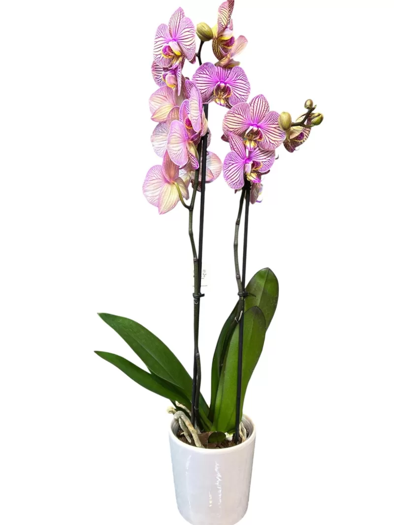 özel renk çift dallı orkide