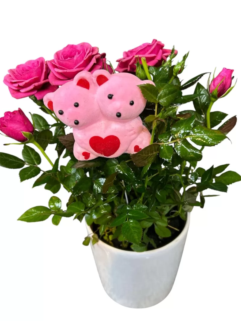 Pembe ayıcıklı saksıda güller