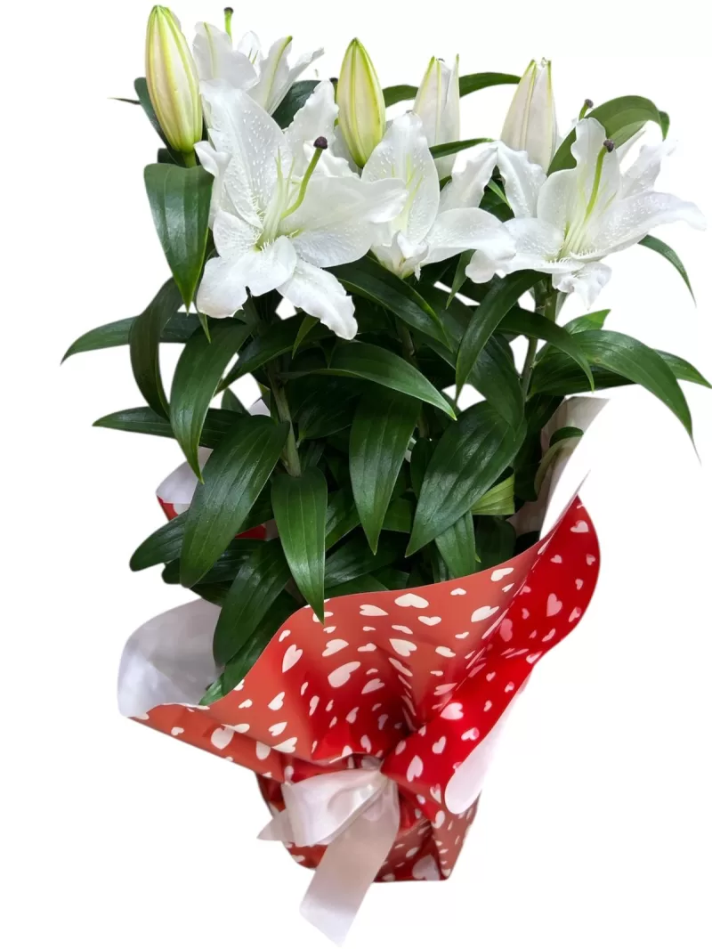 büyük boy kokulu lilyum