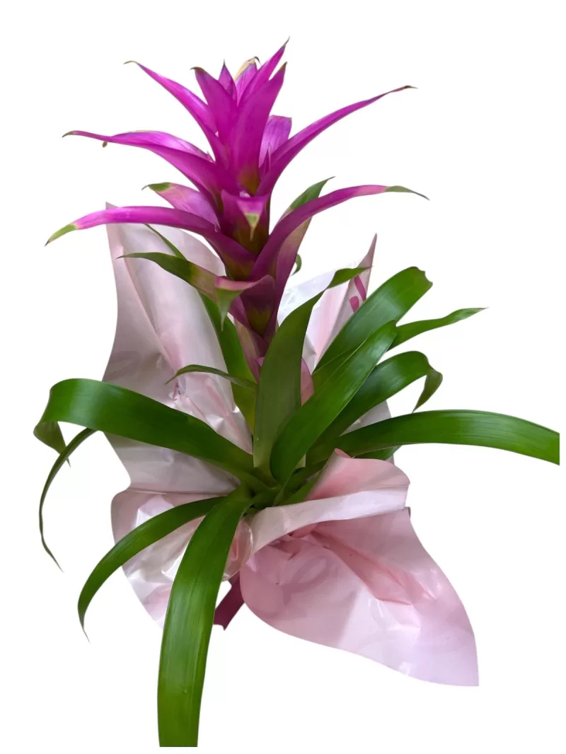 Pembe guzmania