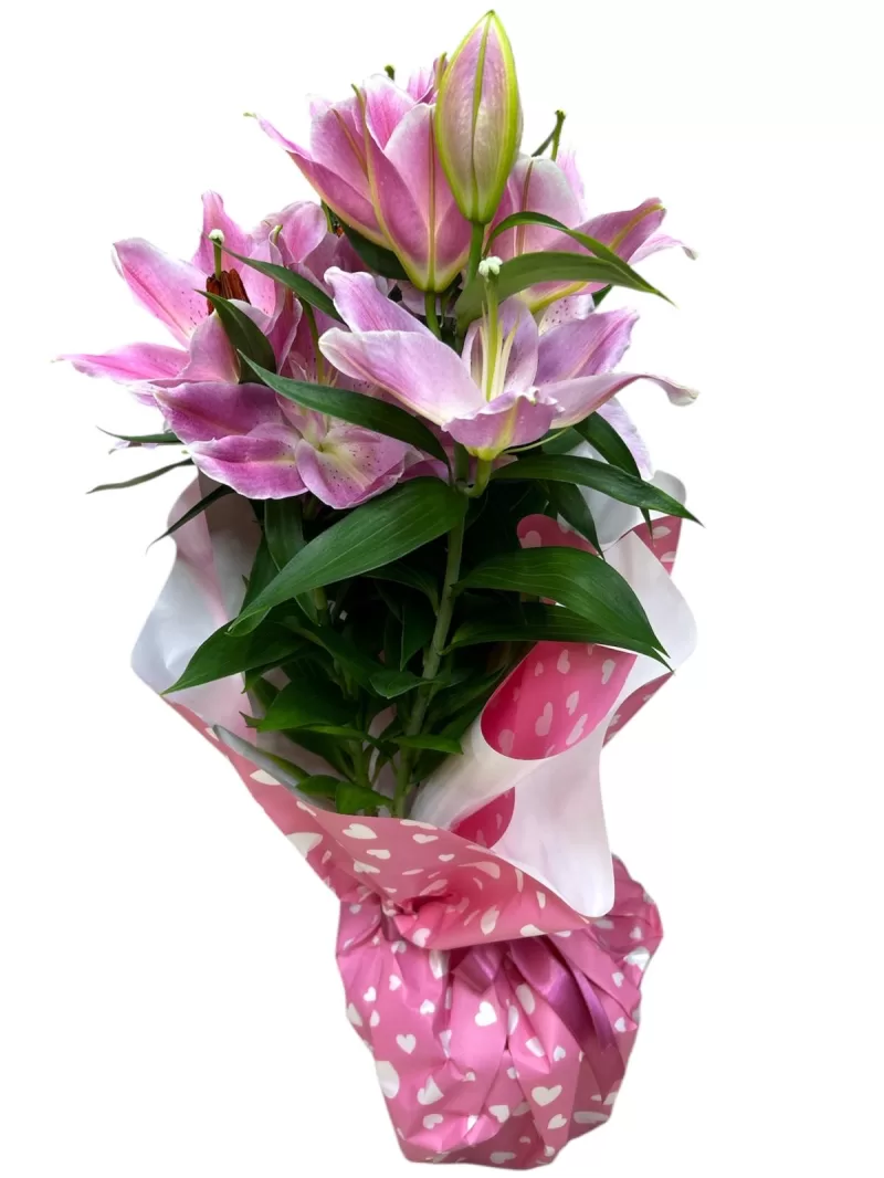 Büyük boy kokulu pembe lilyum