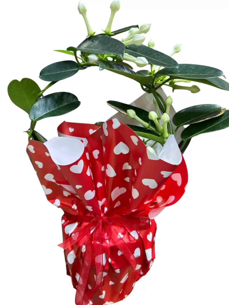 saksıda kokulu yasemin çiçeği