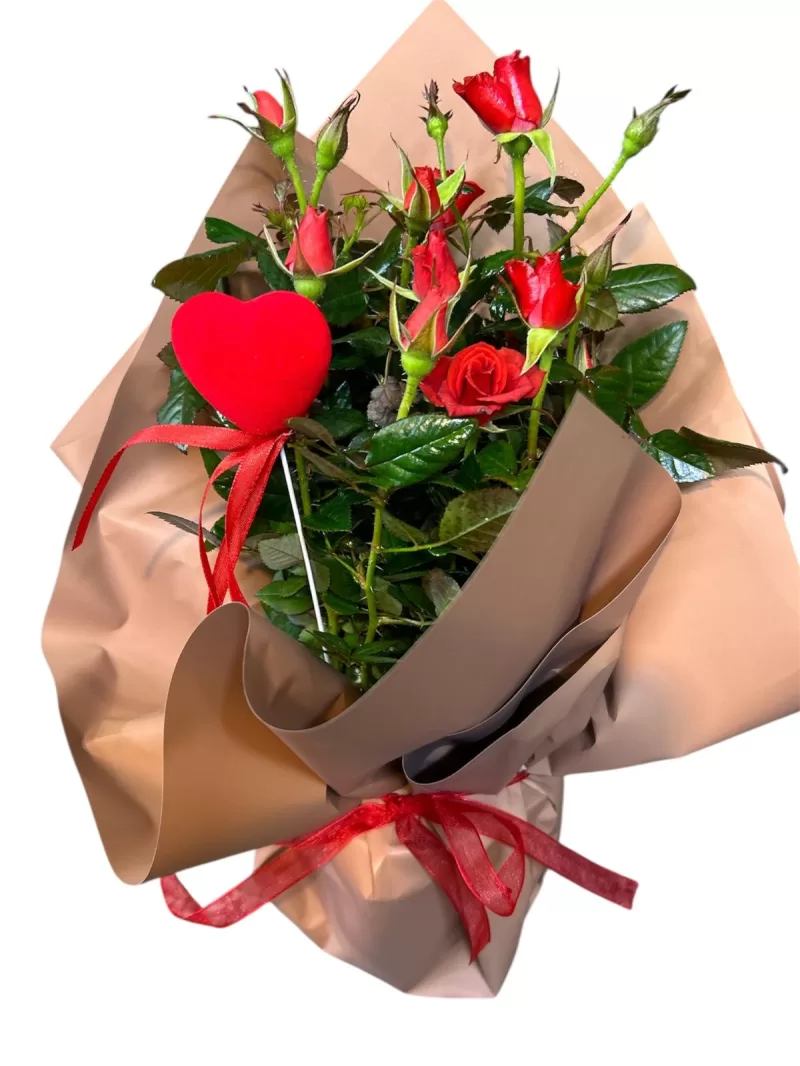 saksıda nar çiçeği gül